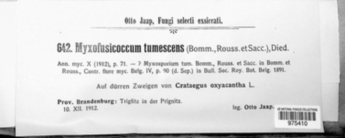Myxofusicoccum tumescens image